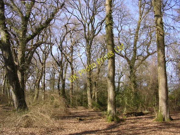 Photo 6"x4" Oaks at Pig Bush, New Forest Furzey Lodge c2006