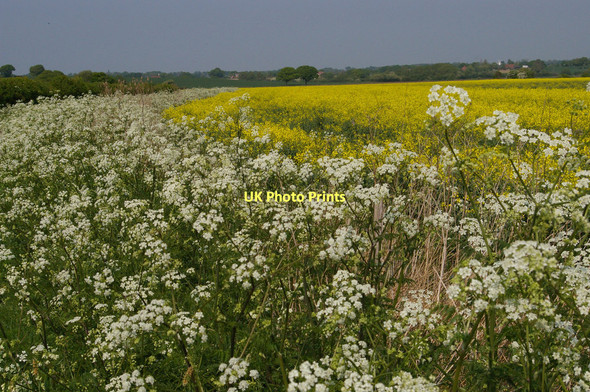 Photo 6"x4" Shirley Moor: oilseed rape and cow parsley Brook Street\/TQ9333 c2011