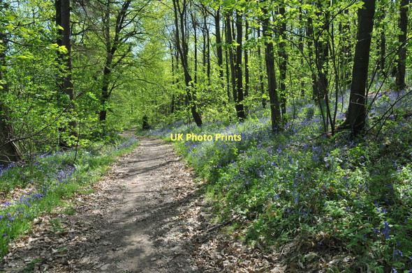 Photo 6"x4" Bearfoot Wood Dursley Cross c2011