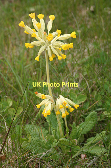 Photo 6"x4" Cowslip (Primula veris) Forfar c2011