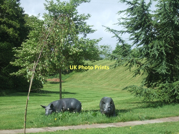 Photo 6"x4" Sculptures of pigs at Knightstone Ottery St Mary c2011
