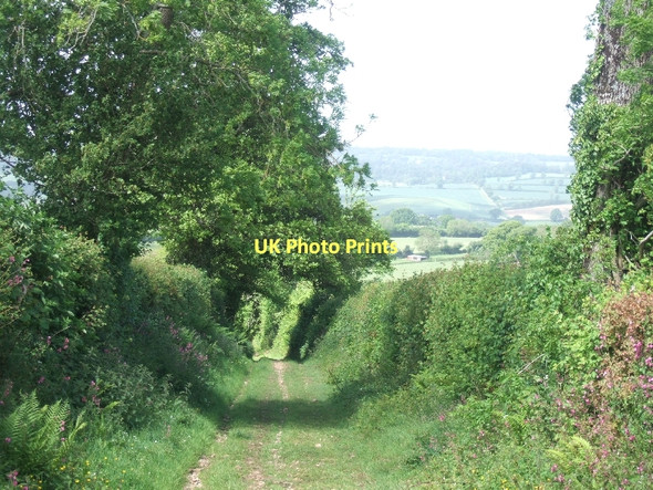 Photo 6"x4" Lane leading downhill from Waxway Coombe\/SY1091 c2011