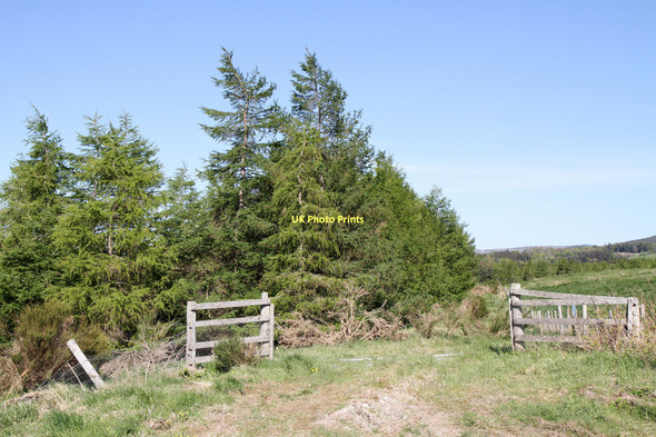 Photo 6"x4" Conifer Plantation Blackford\/NN8908 c2011
