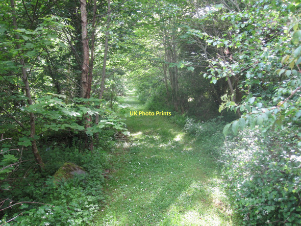 Photo 6"x4" Grassed woodland track near Tully Louisburgh c2011