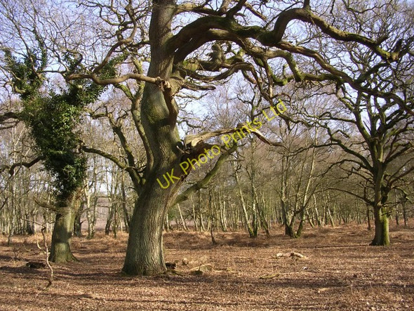 Photo 6"x4" Oaks in their dotage at Rowbarrow, New Forest Furzey Lodge c2006
