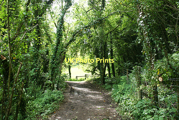 Photo 6"x4" Ugborough: footpath by the Glaze Brook Brent Mill c2011