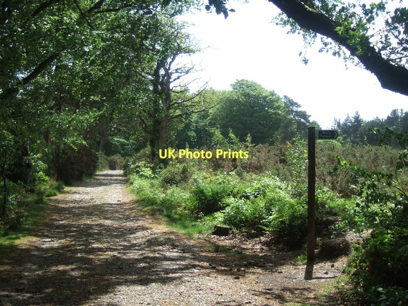 Photo 6"x4" Track on Beacon Hill Coombe\/SY1091 c2011