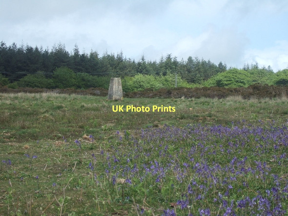 Photo 6"x4" Trig tower on Beacon Hill with bluebells Bowd\/SY1090 c2011