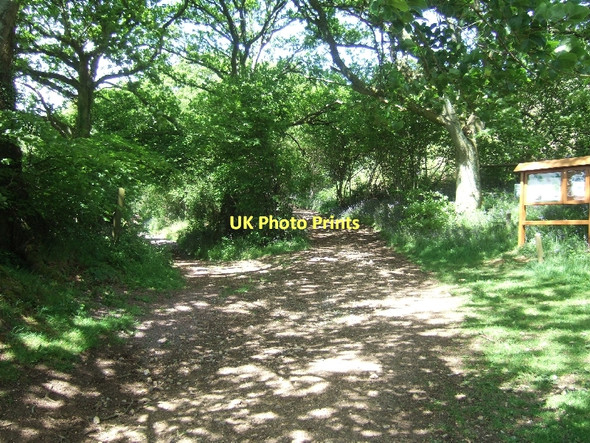 Photo 6"x4" East Devon Way on Harpford Common Bowd\/SY1090 c2011