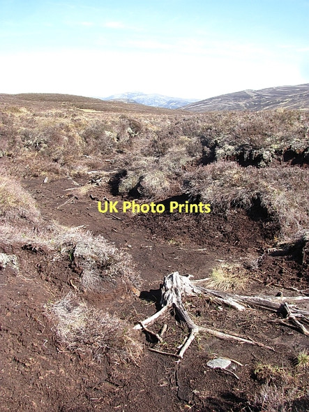 Photo 6"x4" Bog wood, Water of Tarf Sr\u00f2n na Macranaich c2011