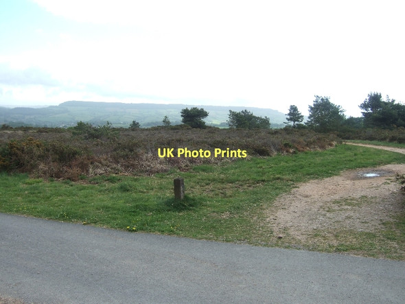 Photo 6"x4" On Harpford Common Goosemoor\/SY0689 c2011