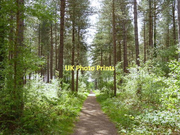 Photo 6"x4" Footpath at Hurn Forest Merritown c2011