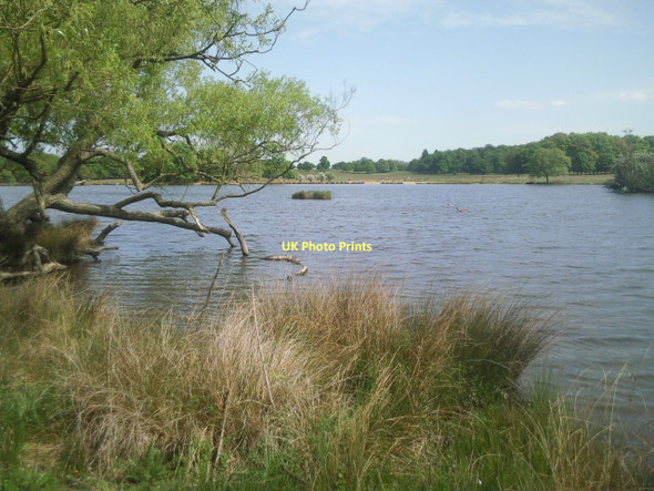 Photo 6"x4" Pen Ponds, Richmond Park Kingston Upon Thames c2011