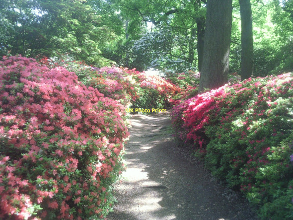Photo 6"x4" In the Isabella Plantation, Richmond Park Kingston Upon Thames c2011