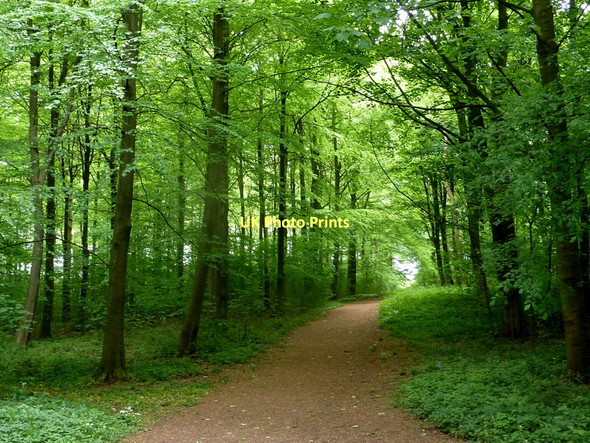 Photo 6"x4" Footpath in Whitwell Wood Bakestone Moor c2011