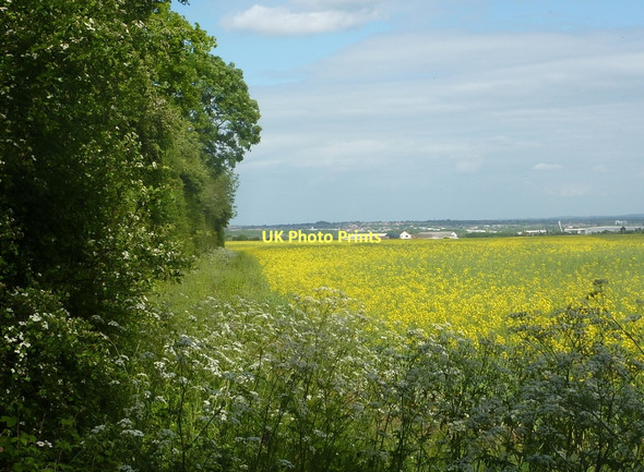 Photo 6"x4" Field, Firbeck Common Darfoulds c2011