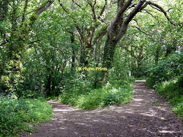 Photo 6"x4" Diverging Woodland Paths Bosoughan c2011