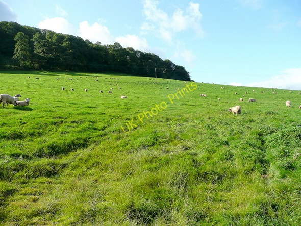 Photo 6"x4" Sheep pasture on Aconbury Hill Callow\/SO4934 c2009