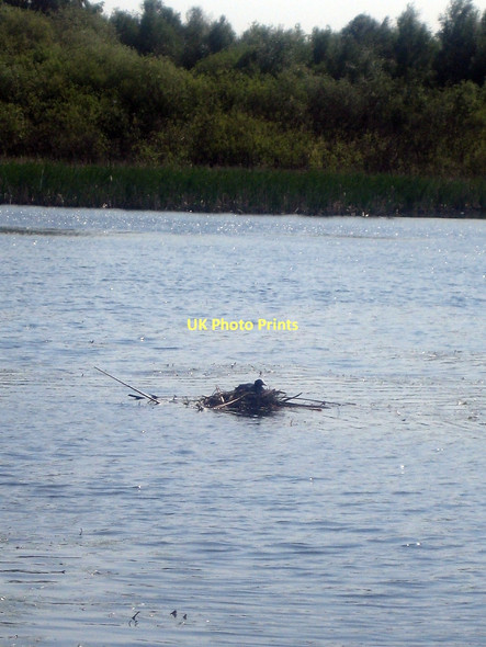 Photo 6"x4" Coots nest, Stanley Ferry Flash Wakefield\/SE3320 c2011