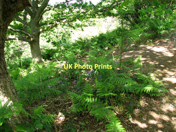 Photo 6"x4" Bracken and bluebells on Muckleburgh Hill Kelling c2011