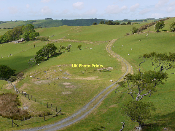 Photo 6"x4" Grazing at the head of the Nant yr Aber Aberffrwd\/SN6878 c2011