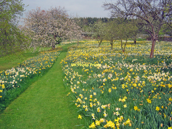 Photo 6"x4" Daffodils at Felley Priory Gardens Bagthorpe\/SK4751 c2011