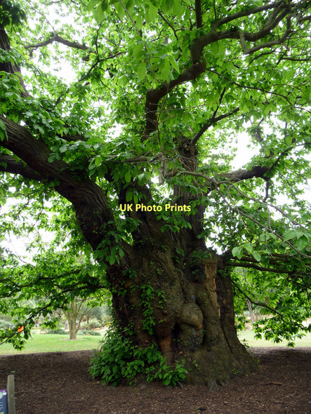 Photo 6"x4" Sweet Chestnut Tree, Kew Gardens Brentford c2011
