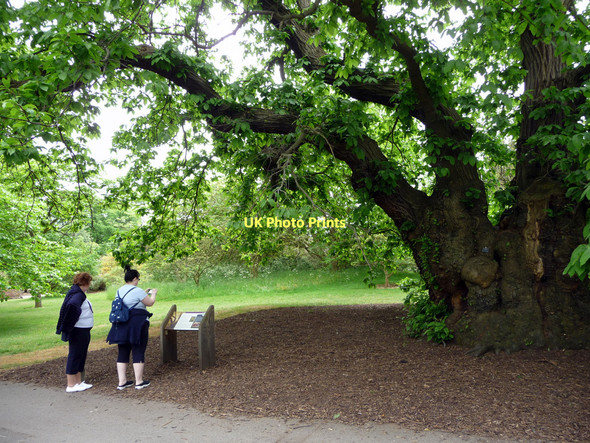 Photo 6"x4" Sweet Chestnut Tree, Kew Gardens Brentford c2011 P1