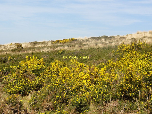 Photo 6"x4" Gorse and Grass Heathland Dean\/SS6245 c2011