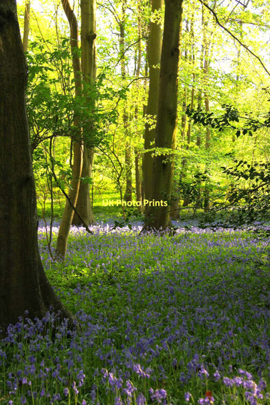 Photo 6"x4" Bluebell carpeted woodland at Turville Turville c2011