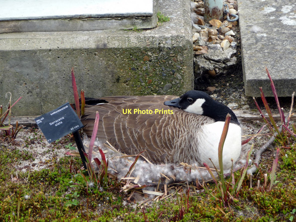Photo 6"x4" Canada Goose on Nest, Kew Gardens Brentford c2011