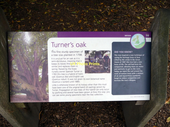 Photo 6"x4" Information Board for Turner's Oak, Kew Gardens  Brentford c2011