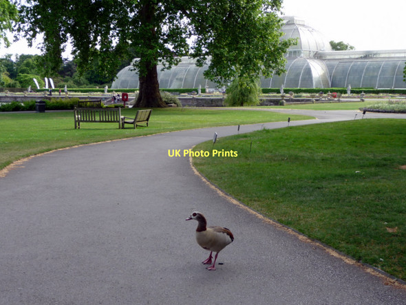 Photo 6"x4" Egyptian Goose, Kew Gardens Brentford c2011