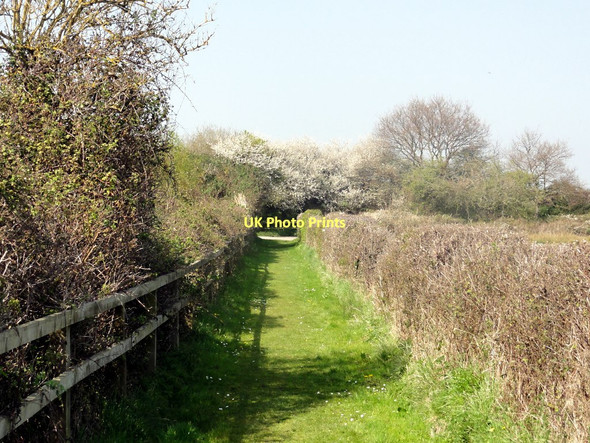 Photo 6"x4" Footpath from the Car Park Exminster c2011