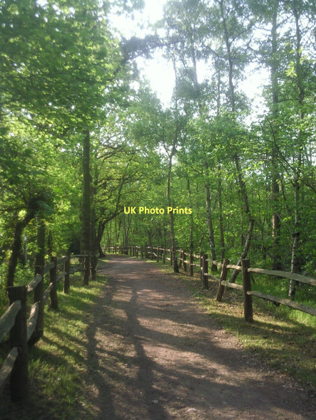 Photo 6"x4" Bridleway in Joyden's Wood North Cray c2011