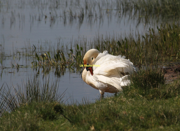Photo 6"x4" Mute Swan Ballingry c2011