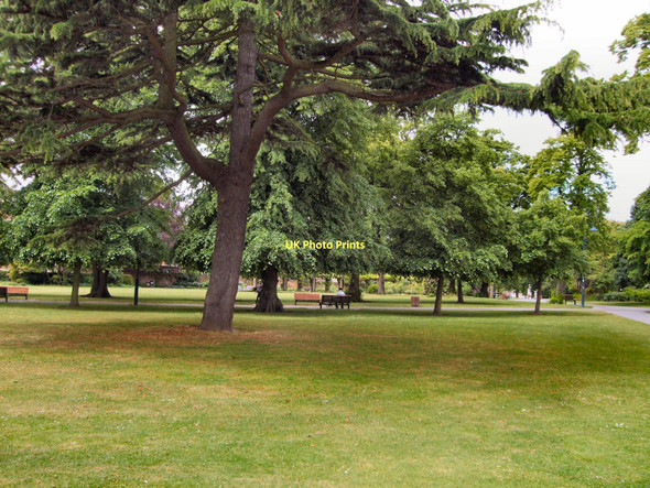 Photo 6"x4" Trees in East Park Southampton c2011