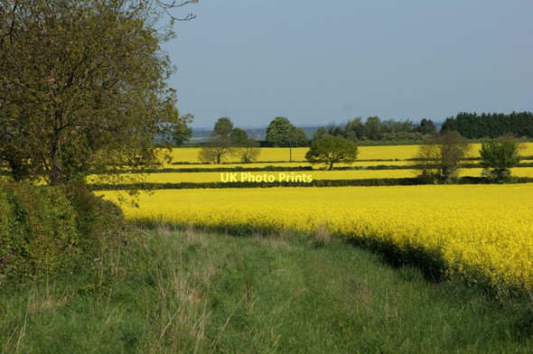 Photo 6"x4" Fields of oil seed rape, Hough-on-the-Hill Hough-on-the-Hill c2011