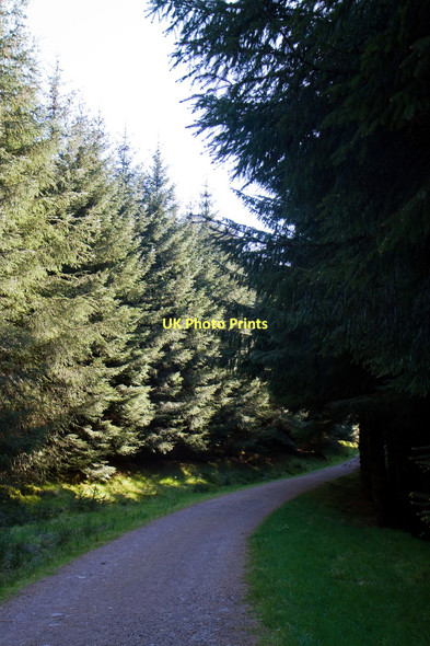 Photo 6"x4" Forest Path On Black Hill Glendevon\/NN9904 c2011