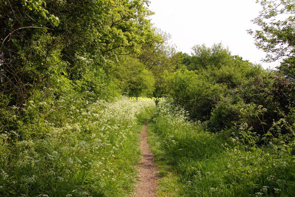 Photo 6"x4" Bridleway to Bernwood Forest Forest Hill\/SP5807 c2011