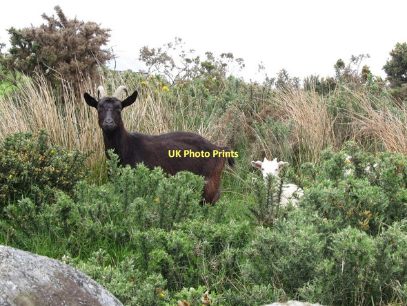 Photo 6"x4" Feral Mourne Goats on waste land at Carrigenagh Attical c2011