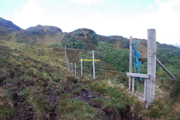 Photo 6"x4" Deer Fence Inverguseran c2011