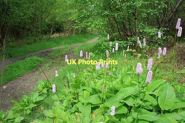 Photo 6"x4" Path in Forestry on Silpho Moor Harwood Dale c2011