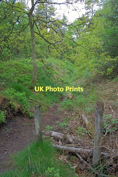 Photo 6"x4" Thieves Dikes Silpho c2011