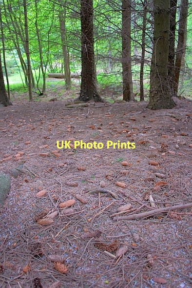 Photo 6"x4" Forest Floor Litter Crowdon c2011
