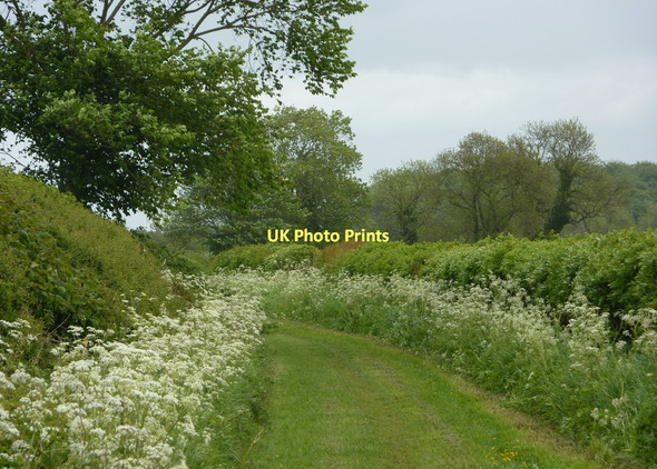 Photo 6"x4" Poulterwell Lane in May Bolsover c2011