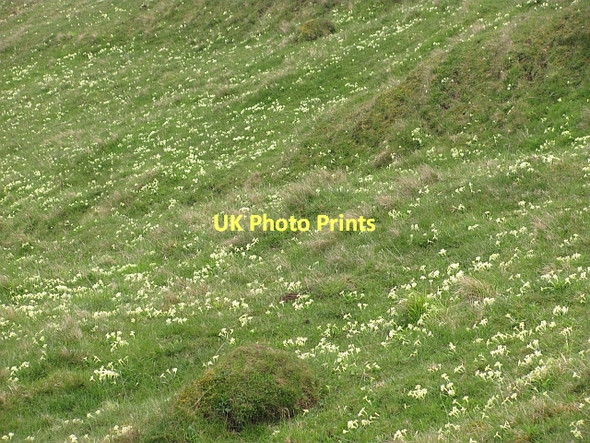 Photo 6"x4" Primroses, Hilton Bay Ross\/NT9660 c2011