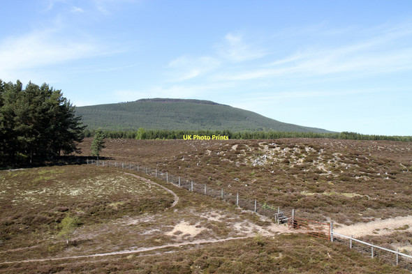 Photo 6"x4" Heather Moorland And Cleared Forest Dalfaber c2011