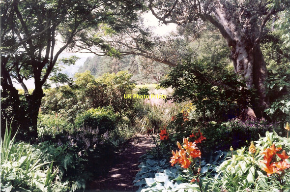 Photo 6"x4" Lilies in Inverewe Garden Londubh c2004