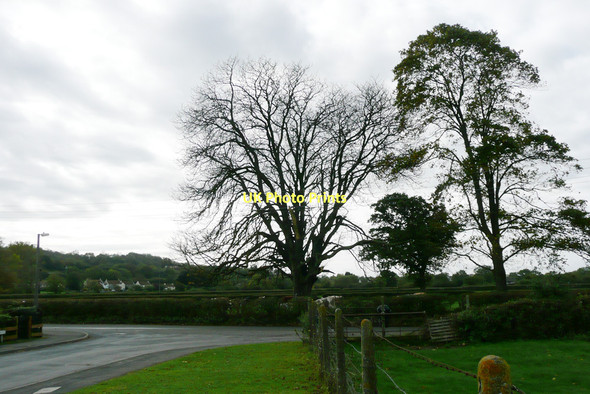 Photo 6"x4" Chestnut Tree - Claverham Claverham c2009